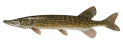 Chain Pickerel